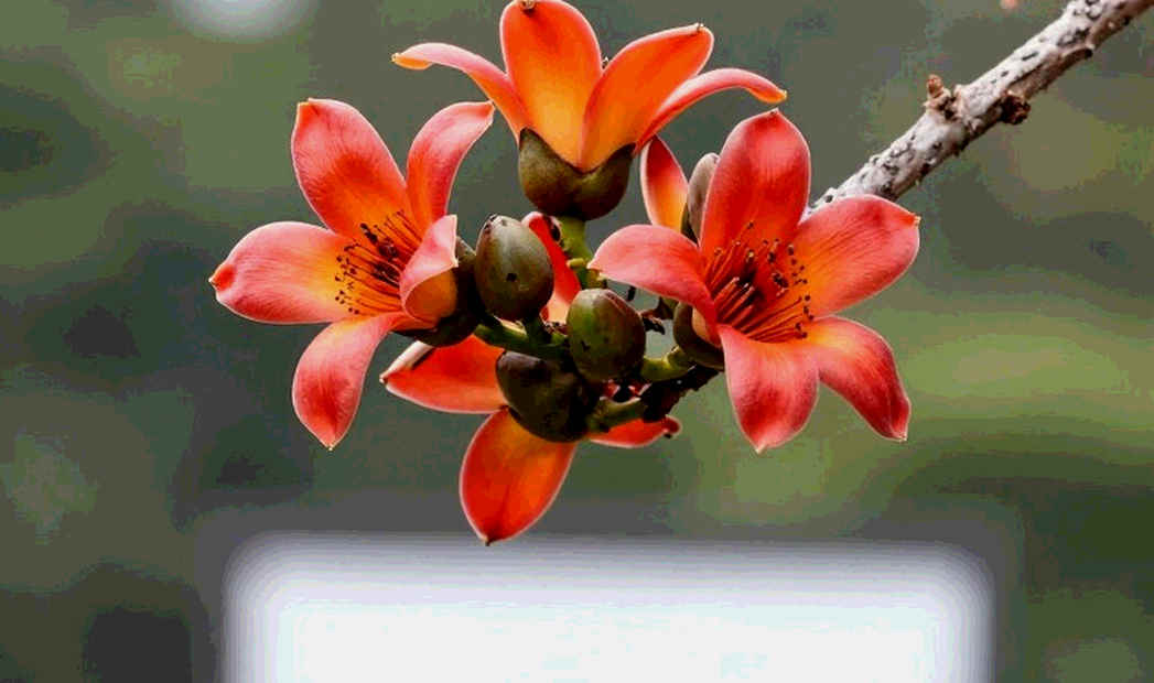 ২০তম কলম্বো ম্যারাথন: 'পুনরুদ্ধার'-এর ঘোষণা, আর লেজারে ৮,৫০০ থেকে ১,০০০
